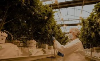 Asesinan a empresario investigado por estafa de 20 millones de dólares por cierre de empresa de cannabis