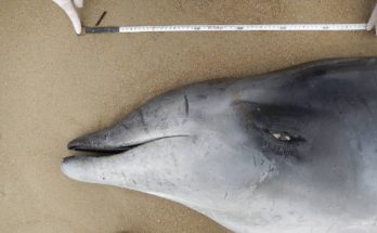 Registran una nueva y rara especie de cetáceo para Uruguay, cuya presencia no estaba confirmada aún en América del Sur