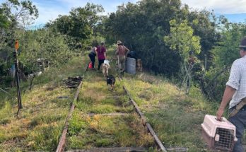 Equipos de Bienestar Animal de Canelones y Salto realizaron castraciones en cercanías al Río Arapey