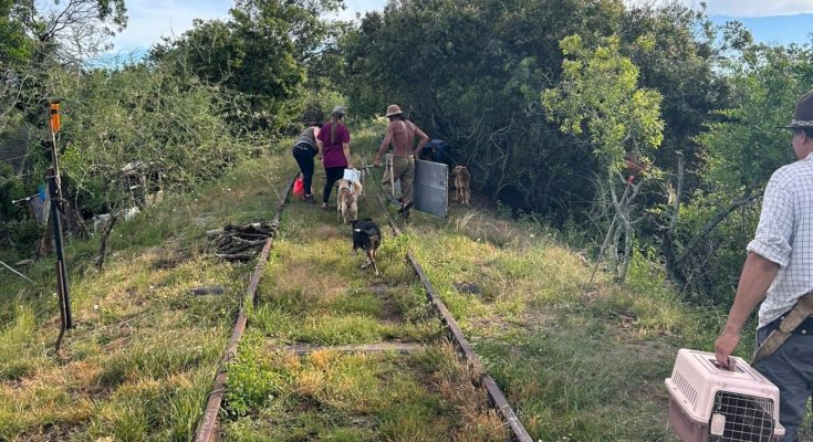 Equipos de Bienestar Animal de Canelones y Salto realizaron castraciones en cercanías al Río Arapey