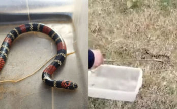 Apareció una víbora “muy peligrosa” en un salón de clases de una escuela rural en Paysandú