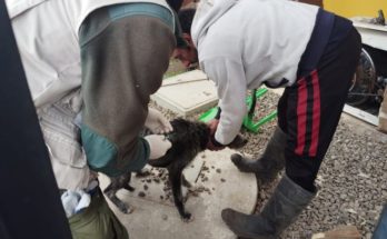 Aporte de Facultad de Veterinaria de Udelar Salto a la campaña contra la Rabia en Salto