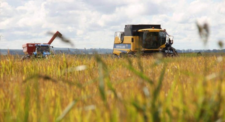 Accidente laboral fatal en una arrocera del departamento de Salto