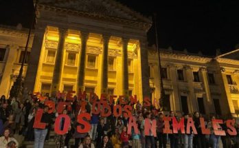 “Tomada de pelo”: Plataforma Animalista cuestiona a los “partidos más grandes”; contra el FA, blancos y colorados