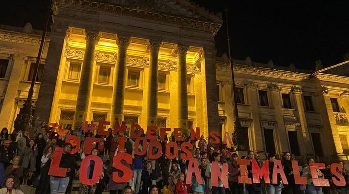 “Tomada de pelo”: Plataforma Animalista cuestiona a los “partidos más grandes”; contra el FA, blancos y colorados