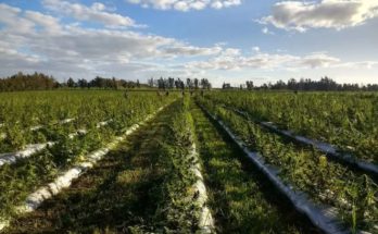 La empresa Boreal intenta, por cuarta vez, vender la planta de marihuana medicinal ubicada en Salto