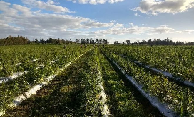 La empresa Boreal intenta, por cuarta vez, vender la planta de marihuana medicinal ubicada en Salto