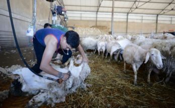 Rincón de Valentín será sede del Cuarto Campeonato de Esquila