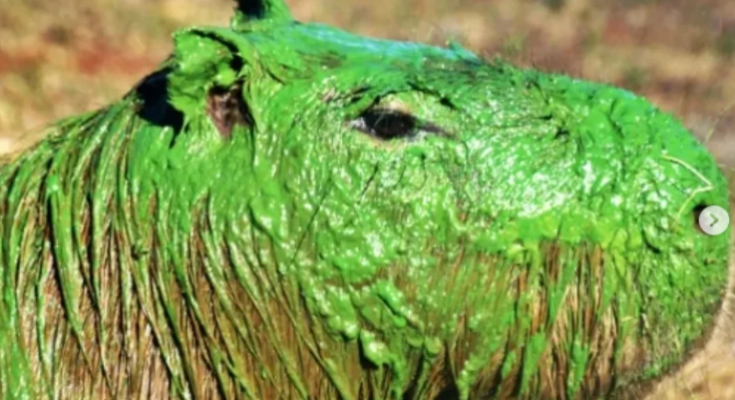 Carpinchos verdes en el río Uruguay: la explicación de qué les está pasando a los animales