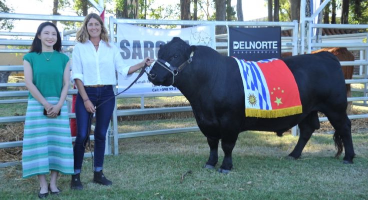 Viajan a China los tres toros obsequiados por Luis Lacalle Pou a Xi Jinping