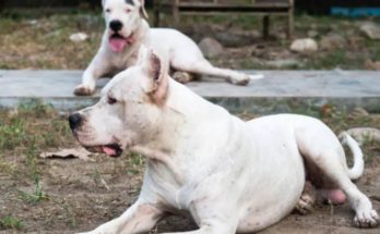 Perros dogo mataron a un niño de cinco años en Tacuarembó