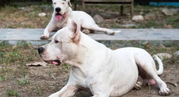 Perros dogo mataron a un niño de cinco años en Tacuarembó