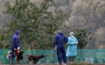 Murió en México la primera paciente humana con gripe aviar H5N1