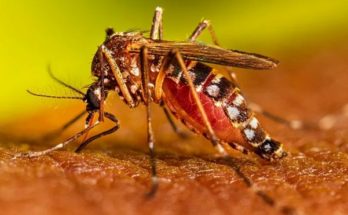 Salud Pública confirmó caso de dengue autóctono en Paysandú; es el primero en el departamento en 2025