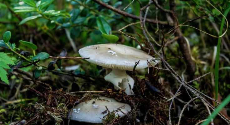 Hongos letales en Uruguay: los consejos de un experto para evitar el envenenamiento