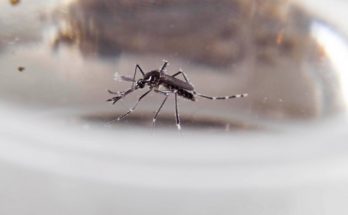 Confirmaron cuatro nuevos casos importados de dengue: Uno de ellos en Salto