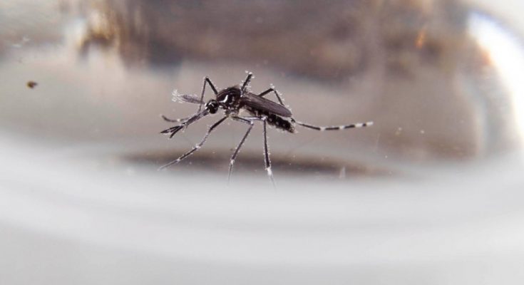 Confirmaron cuatro nuevos casos importados de dengue: Uno de ellos en Salto