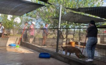 Con el calor, PRODEA solicita apoyo para garantizar sombra, agua y atención veterinaria