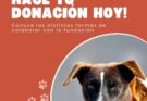 Con el calor, PRODEA solicita apoyo para garantizar sombra, agua y atención veterinaria