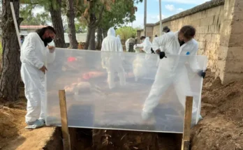 Cómo los cerdos y los insectos están ayudando a encontrar a los desaparecidos en México