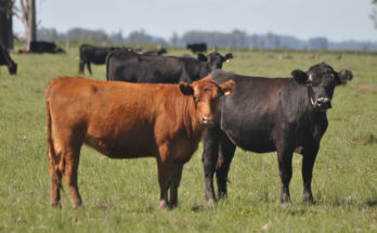 Conexión Ganadera encamina un acuerdo para pagar en semanas y repartir US$ 35 millones