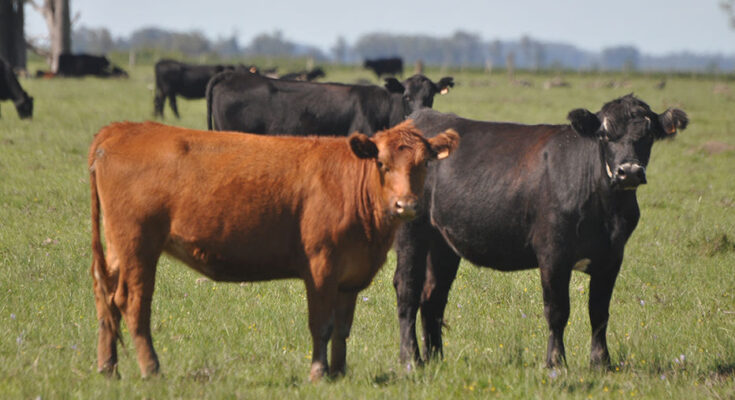 Conexión Ganadera encamina un acuerdo para pagar en semanas y repartir US$ 35 millones Conexión Ganadera encamina un acuerdo para pagar en semanas y repartir US$ 35 millones