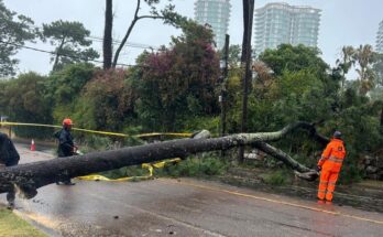 Temporal en Maldonado dejó árboles caídos, daños estructurales y falta de electricidad