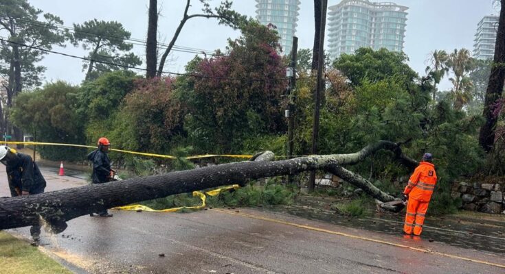 Temporal en Maldonado dejó árboles caídos, daños estructurales y falta de electricidad