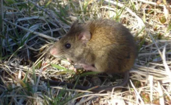 Hantavirus en Uruguay: qué hace el MSP, los casos más sonados y qué dice una experta
