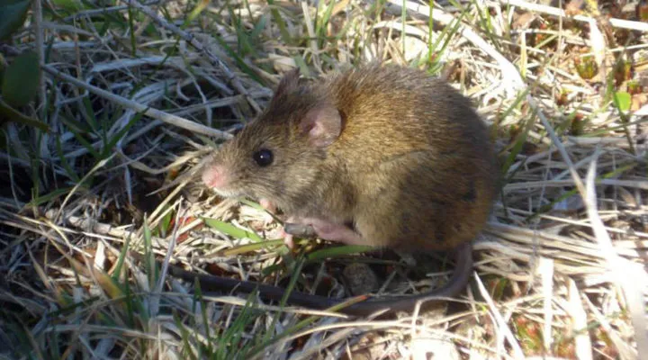 Hantavirus en Uruguay: qué hace el MSP, los casos más sonados y qué dice una experta Hantavirus en Uruguay: qué hace el MSP, los casos más sonados y qué dice una experta
