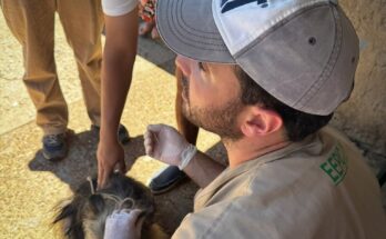 Comienza la colocación gratuita de collares contra la leishmaniasis en perros