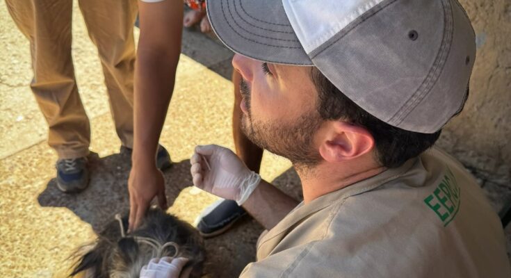 Comienza la colocación gratuita de collares contra la leishmaniasis en perros