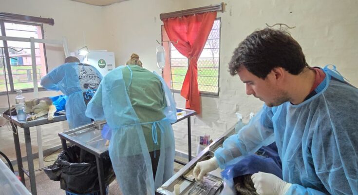 El Gobierno de Salto e INBA iniciaron campaña de castraciones gratuitas en el interior El Gobierno de Salto e INBA iniciaron campaña de castraciones gratuitas en el interior