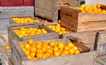 Camposol realizó una donación de naranjas destinada al Sistema de Comedores