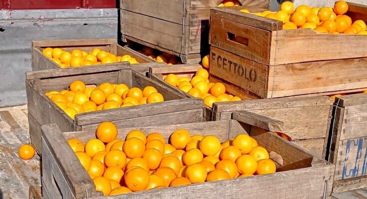 Camposol realizó una donación de naranjas destinada al Sistema de Comedores Camposol realizó una donación de naranjas destinada al Sistema de Comedores
