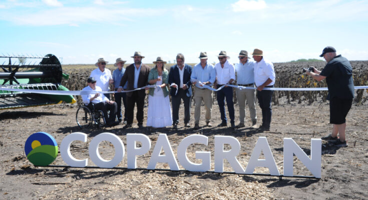 Presidente Orsi inauguró cosecha de girasol en Río Negro