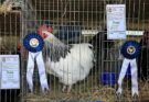 Salto será sede de la 83.ª Exposición Regional y 70.ª Exposición Nacional de Avicultura