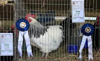 Salto será sede de la 83.ª Exposición Regional y 70.ª Exposición Nacional de Avicultura