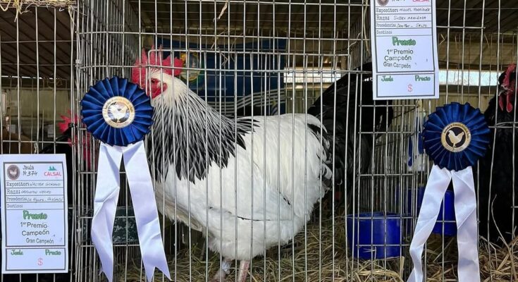 Salto será sede de la 83.ª Exposición Regional y 70.ª Exposición Nacional de Avicultura