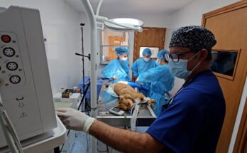 Policlínico Veterinario graba y transmite importante intervención anestésico-quirúrgica de docente Grado 5