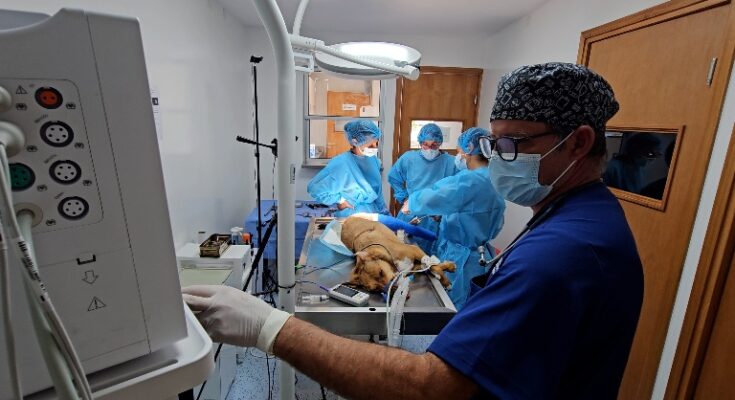 Policlínico Veterinario graba y transmite importante intervención anestésico-quirúrgica de docente Grado 5