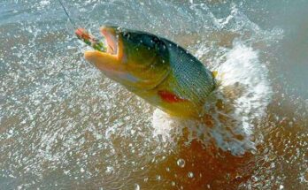 Edil Enzo Squillace propone muelle deportivo y zona de protección de pesca en Salto