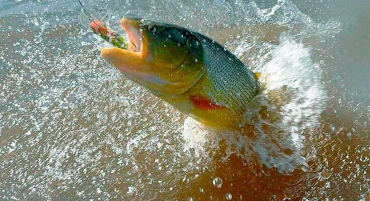 Edil Enzo Squillace propone muelle deportivo y zona de protección de pesca en Salto