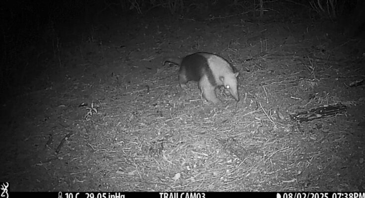 Un oso hormiguero chico es registrado por primera vez en la Reserva Natural Salus Un oso hormiguero chico es registrado por primera vez en la Reserva Natural Salus