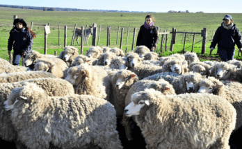 Colonización asignará 309 hectáreas en Artigas para que mujeres rurales accedan a la tierra
