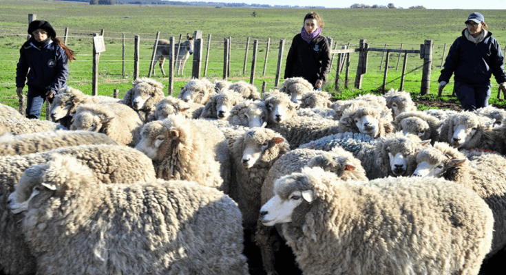 Colonización asignará 309 hectáreas en Artigas para que mujeres rurales accedan a la tierra Colonización asignará 309 hectáreas en Artigas para que mujeres rurales accedan a la tierra