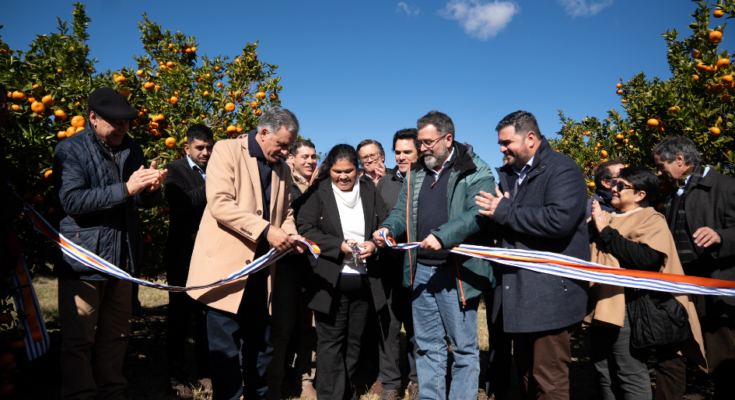 Presidente Orsi en inauguración de zafra citrícola: “Es una maravilla saber que estas cosas se generan en Uruguay” Presidente Orsi en inauguración de zafra citrícola: “Es una maravilla saber que estas cosas se generan en Uruguay”