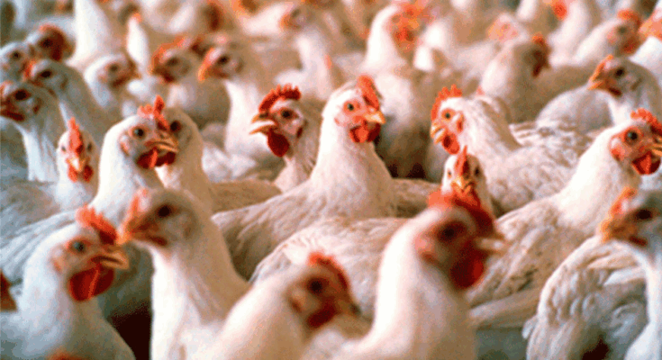 Ganadería no encontró casos de influenza aviar en Maldonado Ganadería no encontró casos de influenza aviar en Maldonado