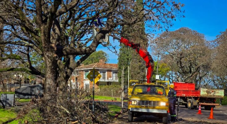 Equipos de Servicios Públicos realizan mantenimiento integral en la Costanera Sur Equipos de Servicios Públicos realizan mantenimiento integral en la Costanera Sur