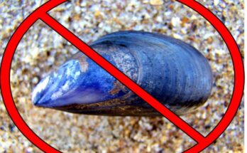 La DINARA prohíbe temporalmente la extracción y comercialización de mejillones y berberechos en Rocha